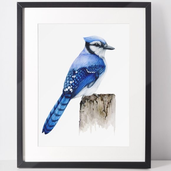 Blue Jay Bird Wall Art Watercolor Illustration Print Poster Card Unframed - Picture 2 of 7